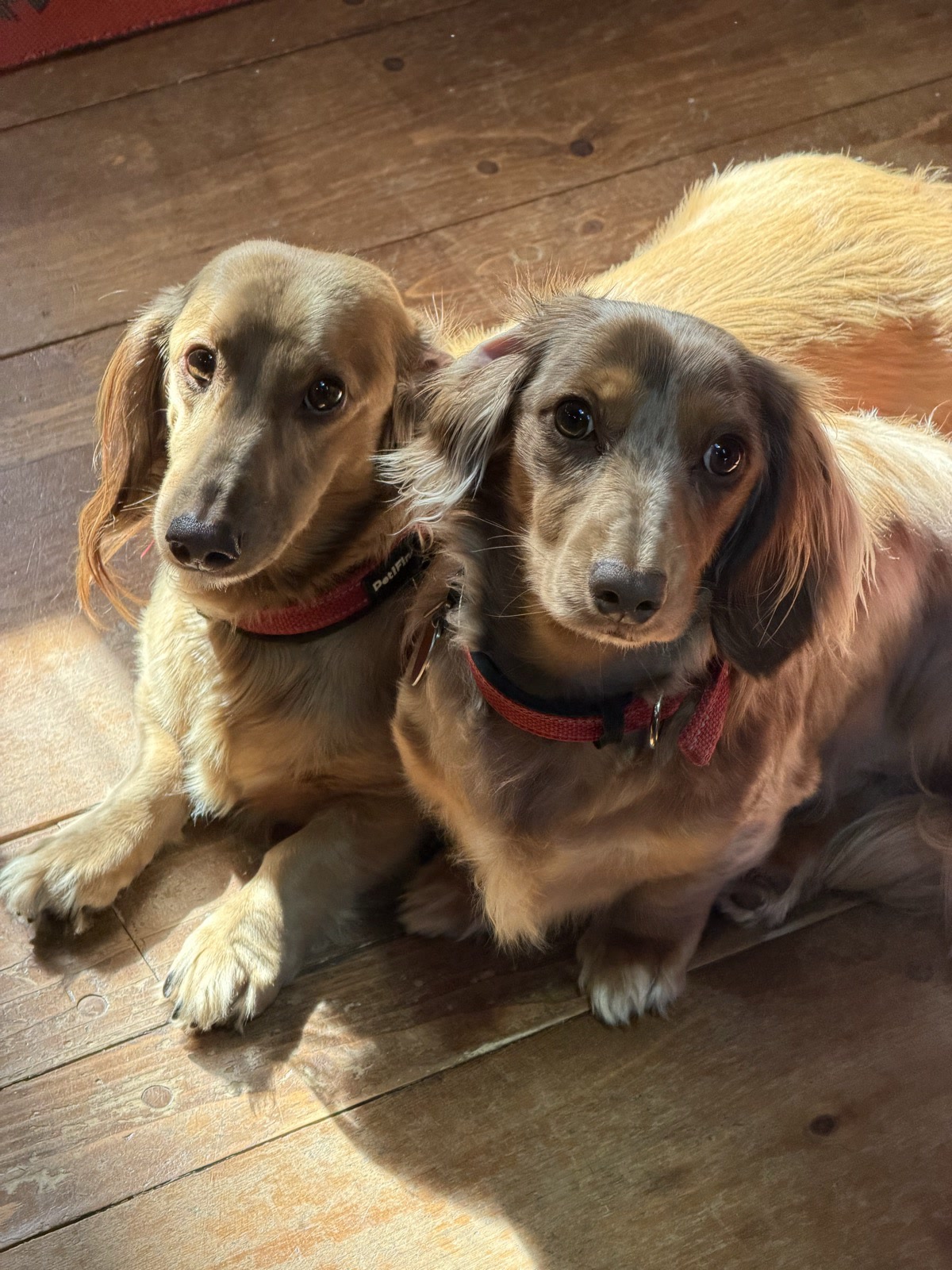 Two long-haired dachshunds relaxing on the cabin's wood floor