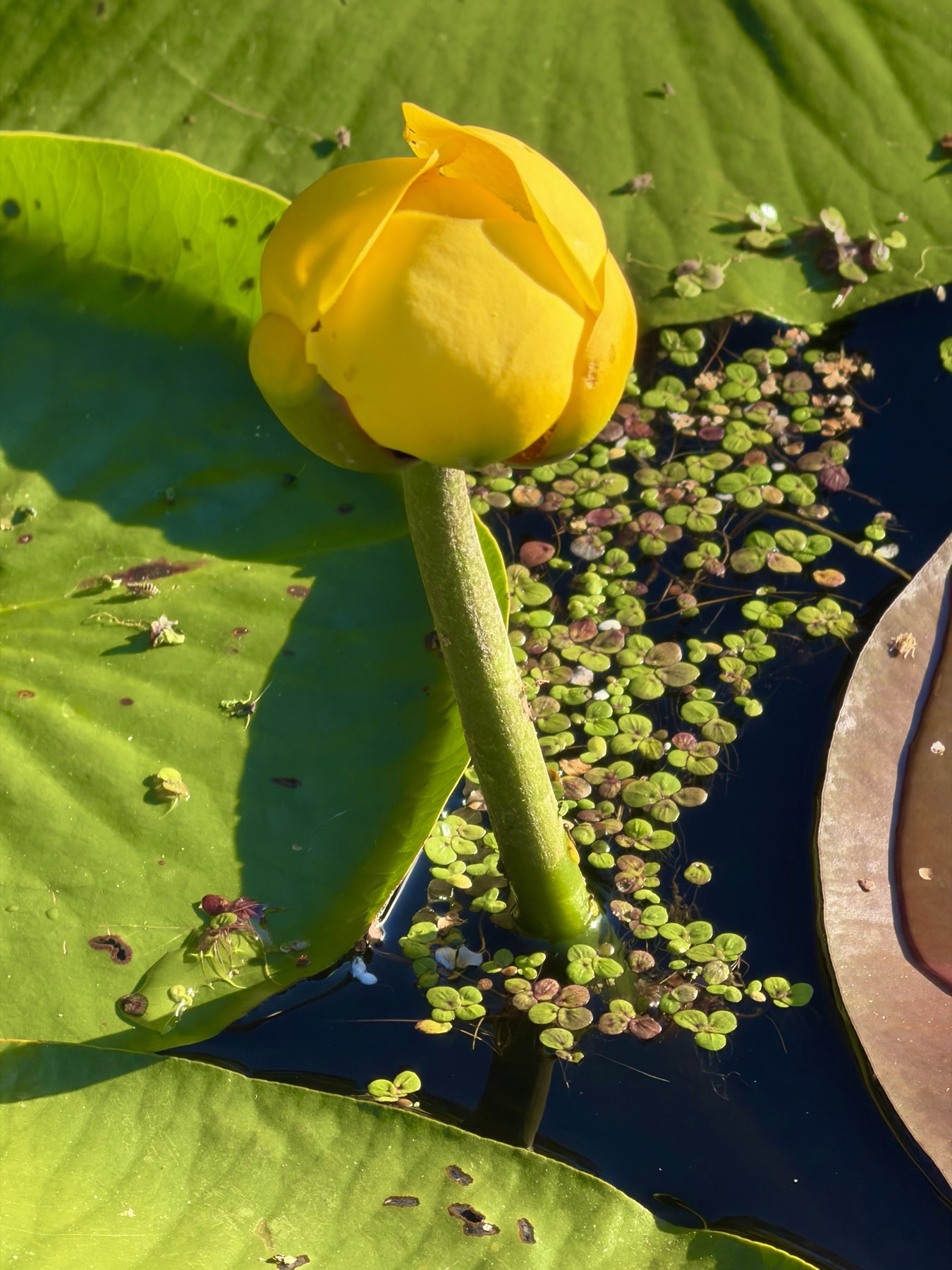 A yellow pond lily blooming among lily pads on Huyck Lake